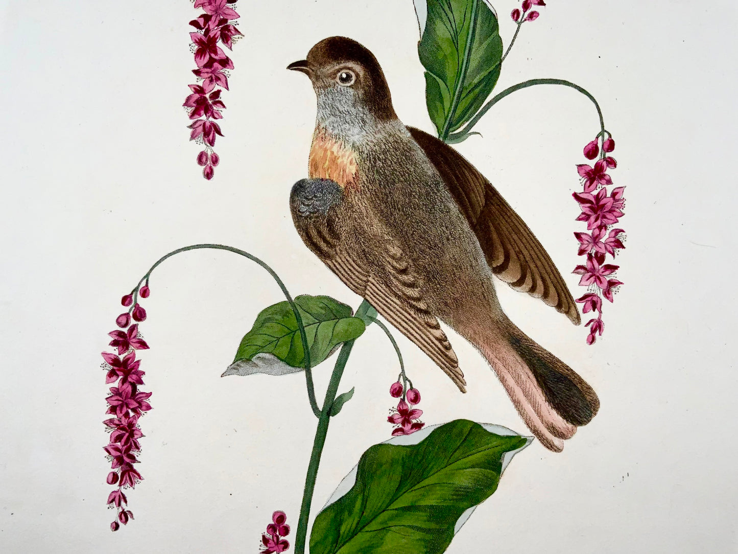 1819 George Brookshaw (né en 1751), ornithologie, Rougequeue, bordure foliée 