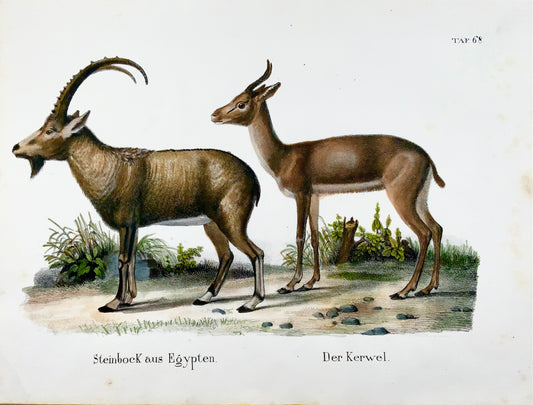1830 Bouquetin, Capra, Chèvres, Schinz, coloré à la main, folio, lithographie en pierre, mammifères