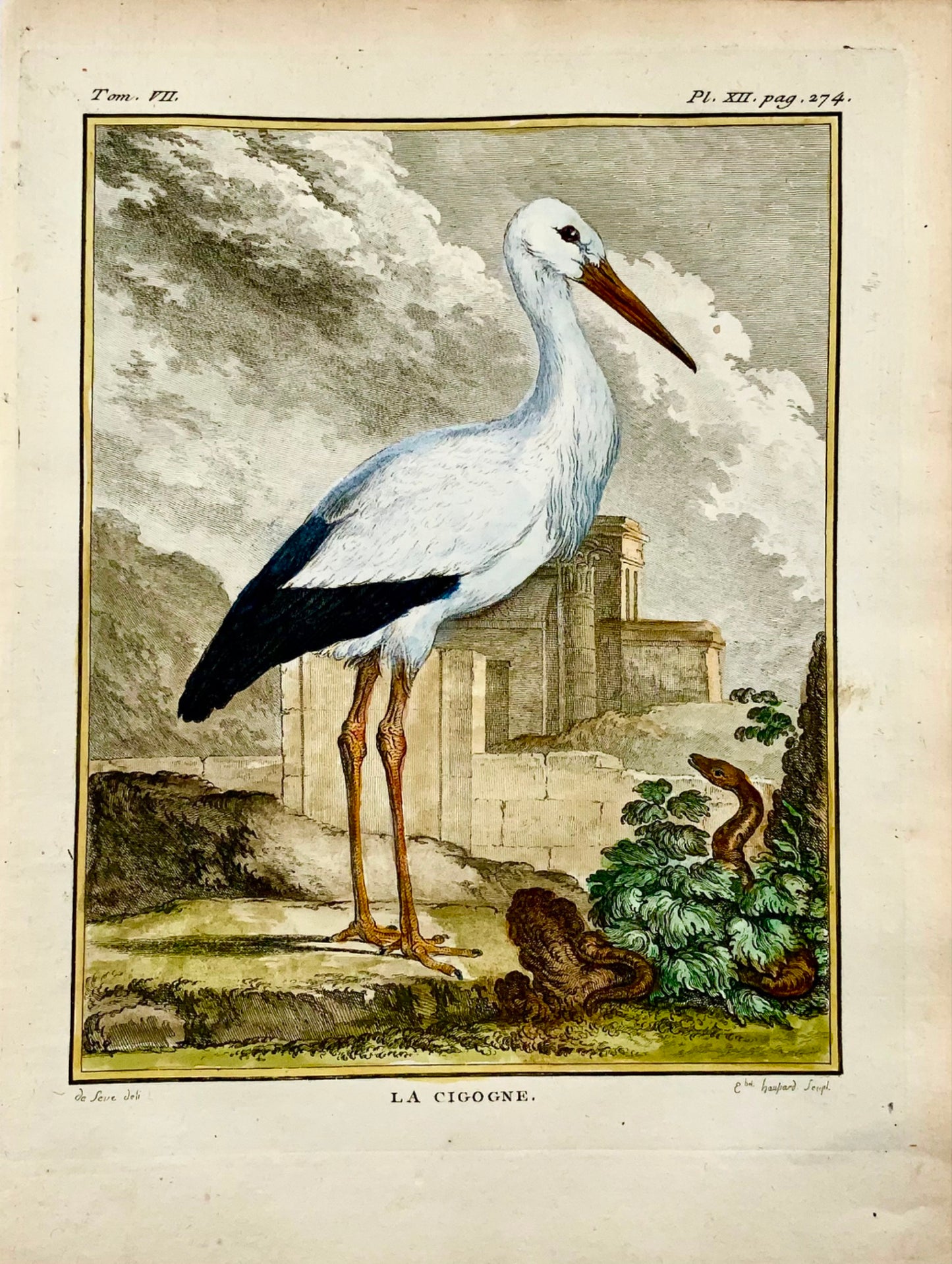 1779 de Seve - CIGOGNE Oiseau - Ornithologie - Gravure in-4 to Large Edn