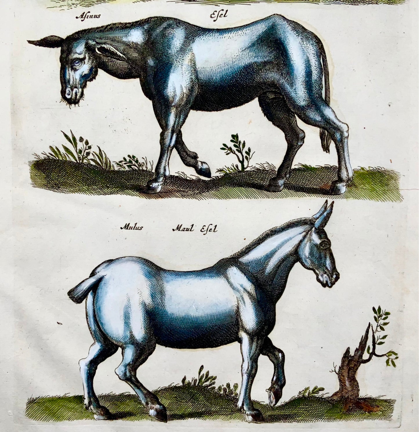 1657 Horse, Mule, Donkey, Matt. Merian, folio, hand coloured engraving, mammals