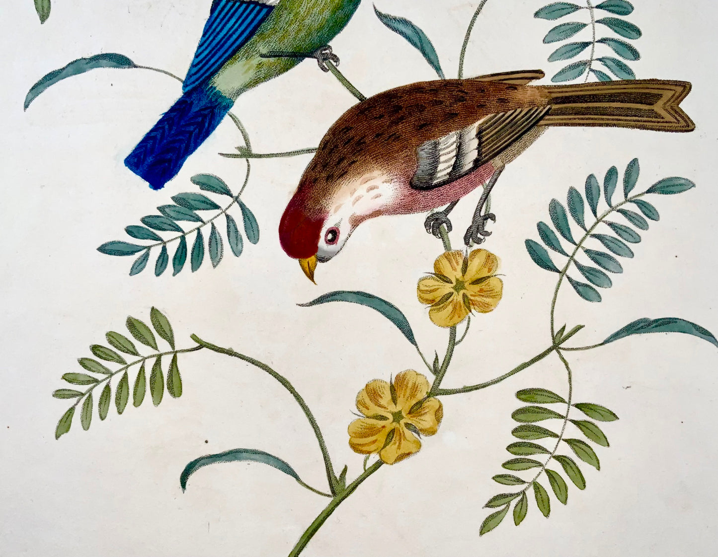 1819 George Brookshaw (né en 1751), ornithologie, mésange Tom et Sizerin flammé, bordure foliée 