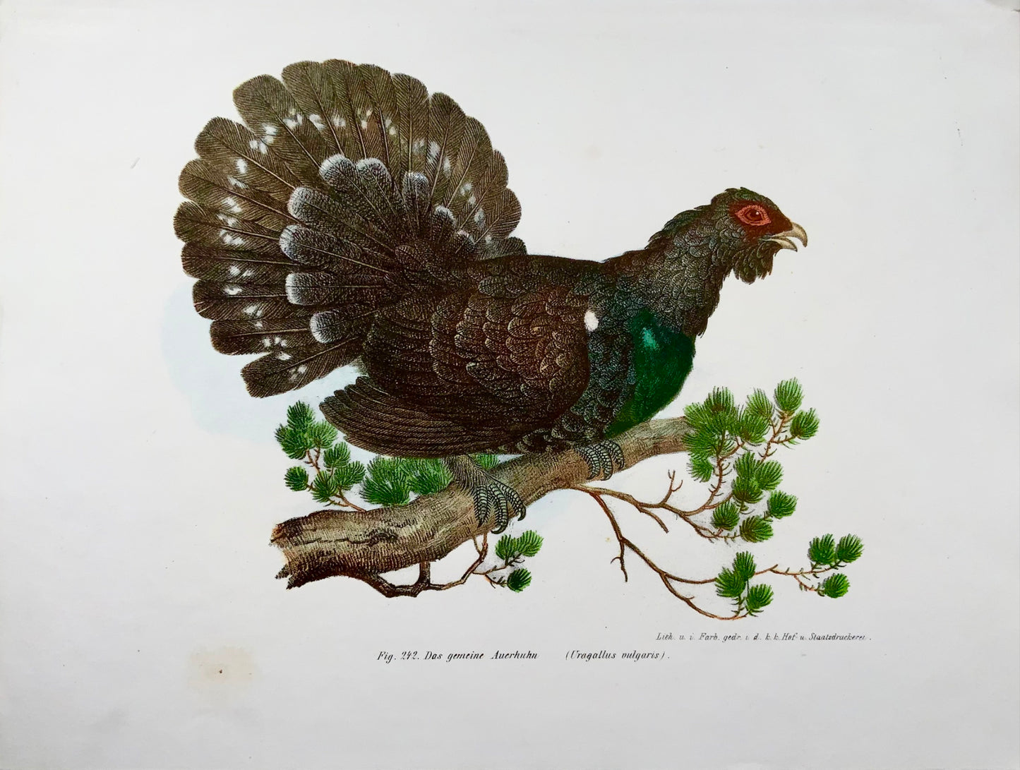 1860 Grand tétras, Fitzinger, lithographie couleur, finition main, ornithologie