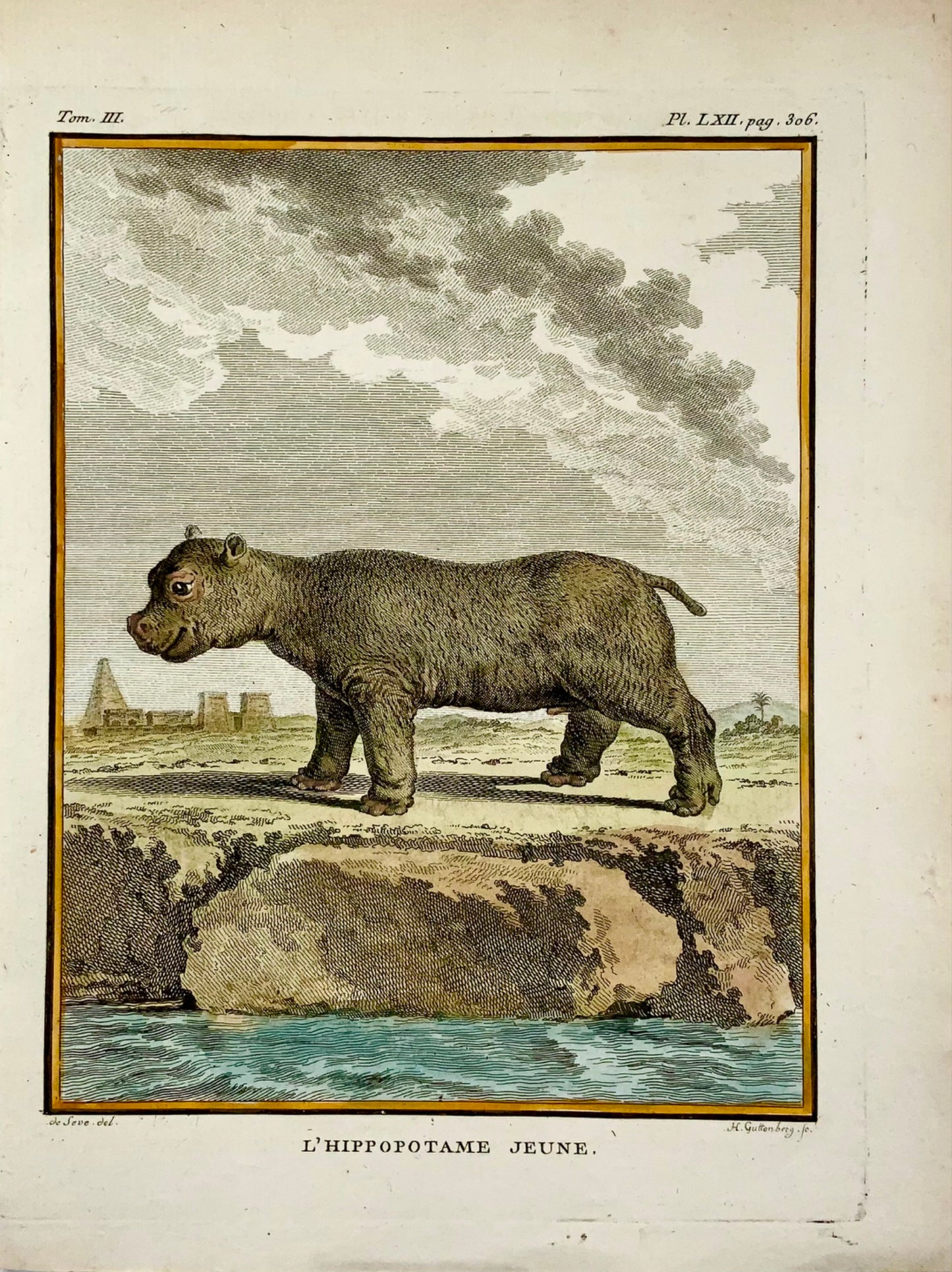 1766 De Sève; Jeune HIPPOPOTOMUS grande édition QUARTO gravure coloriée à la main - Mammifère