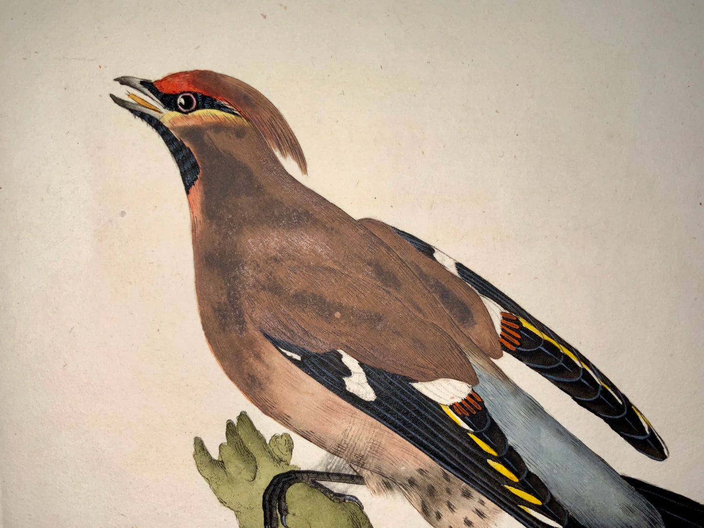 1794 Edward Donovan - CHATTERER Ornithology - hand coloured copper engraving