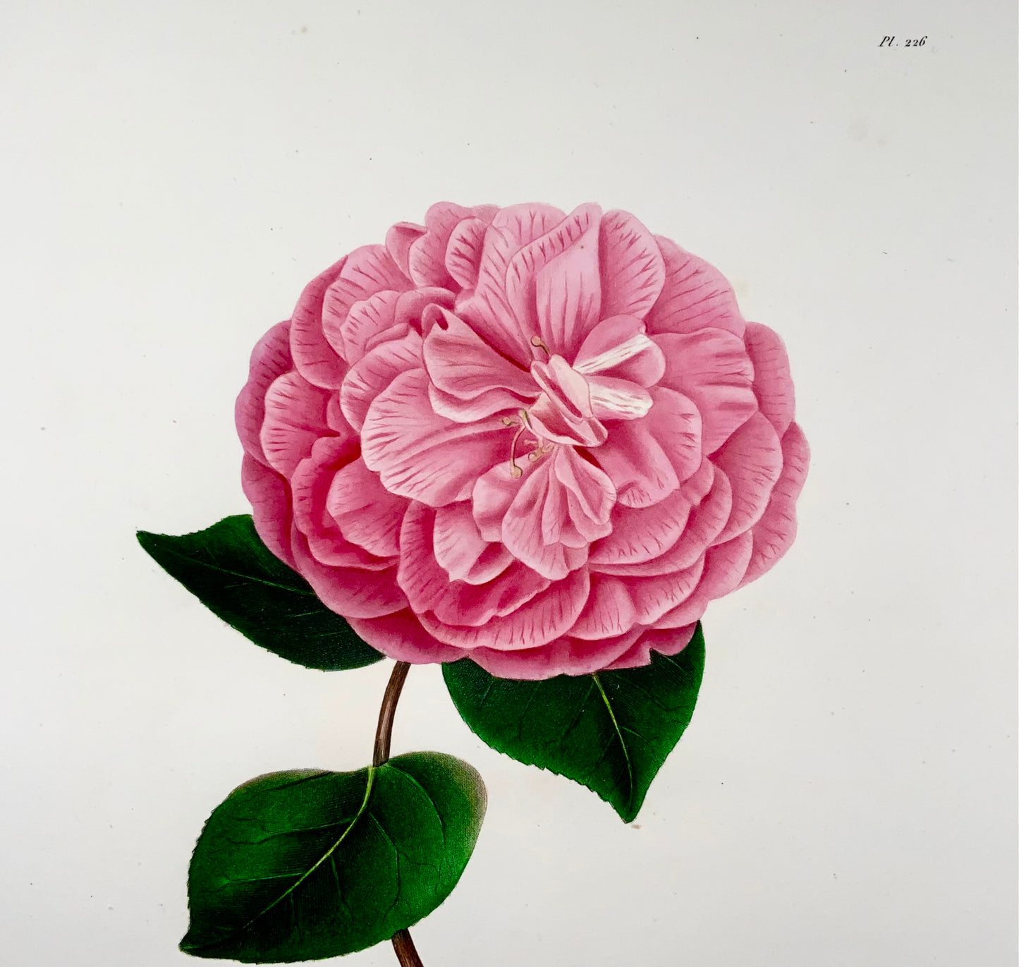 1841 Camelia Cooperii [Camellia], Drawn by J J Jung, Engraved by Oudet, Berlèse, Botany