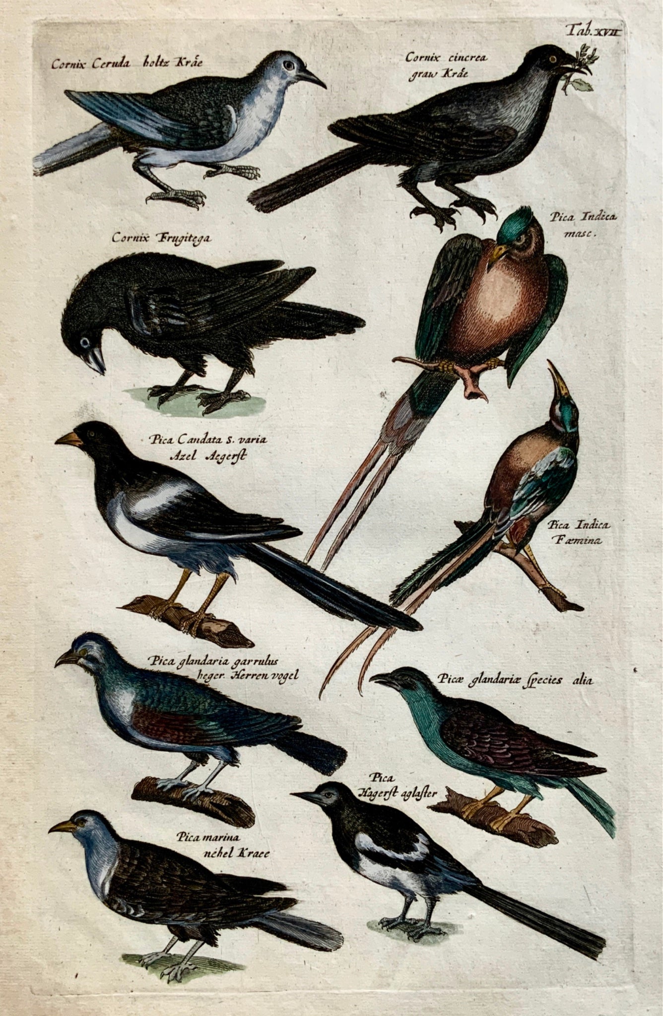 1657 Mat. Merian - Ornithology: Magpies - Folio hand coloured engraving