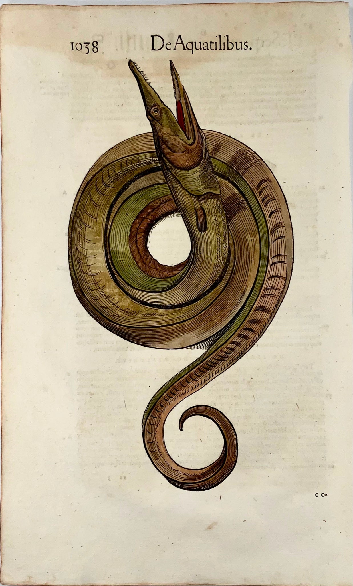 1558 Serpent de mer, Conrad Gesner, gravure sur bois in-folio, coloriée à la main, Premier État