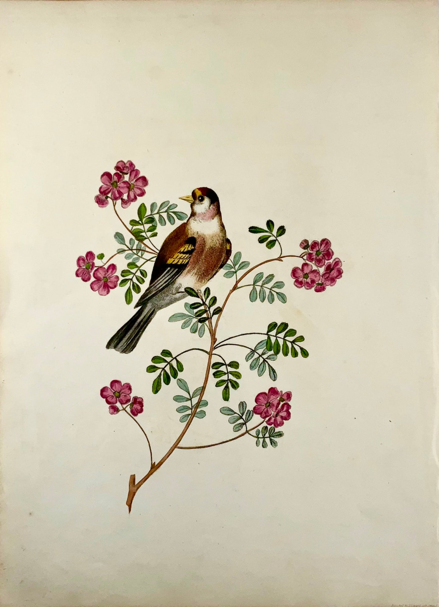 1819 George Brookshaw (né en 1751), ornithologie, chardonneret, bordure foliée 