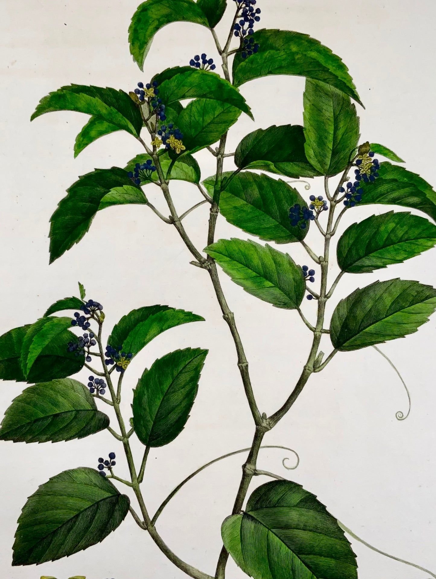 1803 Cissus antarticus ["kangaroo vine"], Australia, after Bessa & Redouté, Botany