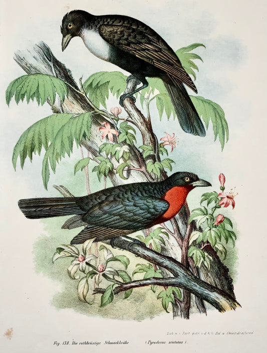 1860 Fruitcrow, Fitzinger, lithographie couleur avec finition à la main, ornithologie