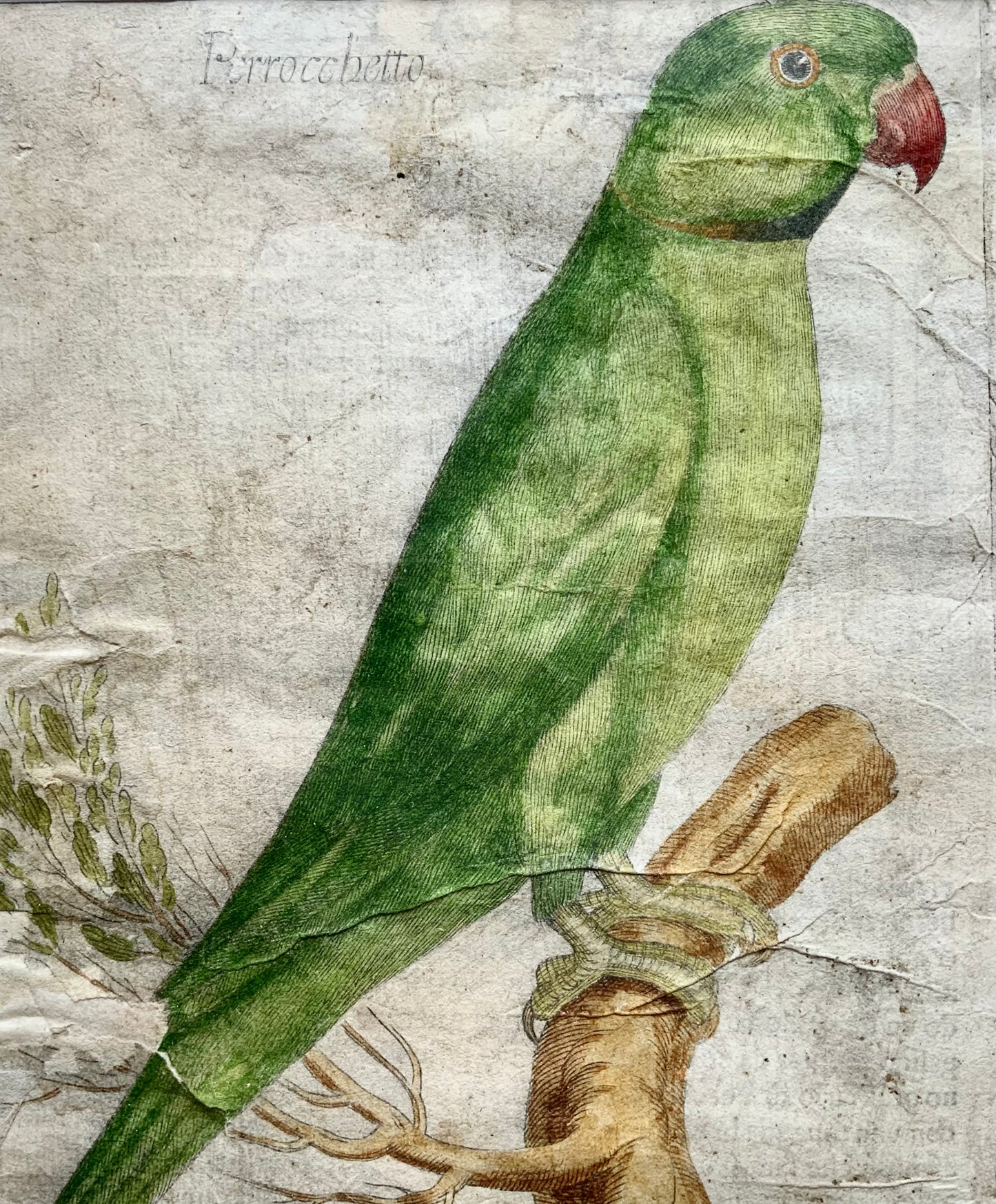 1622 Antonio Tempesta; Fr. Villamena, Parakeet [Parrochetto Pasta], ornithology