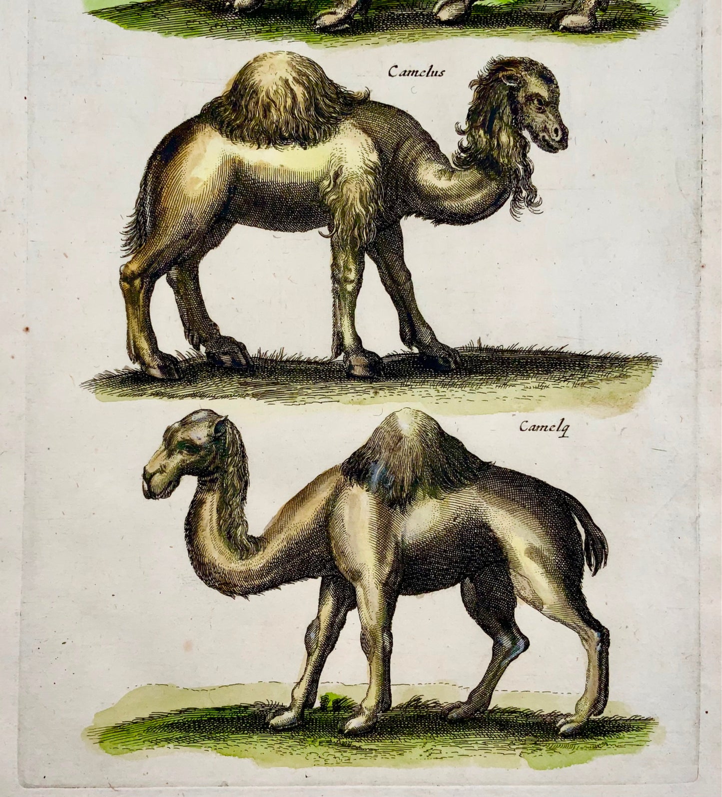 1657 Matthaus Merian, Dromedary Camels, Fine Folio in Hand Color