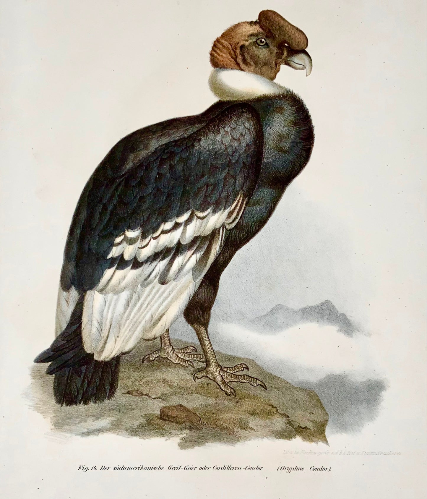 1860 Condor vulture, Fitzinger, colour lithograph with hand finish, ornithology