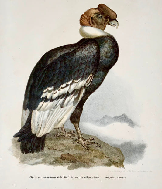 1860 Vautour condor, Fitzinger, lithographie couleur avec finition à la main, ornithologie