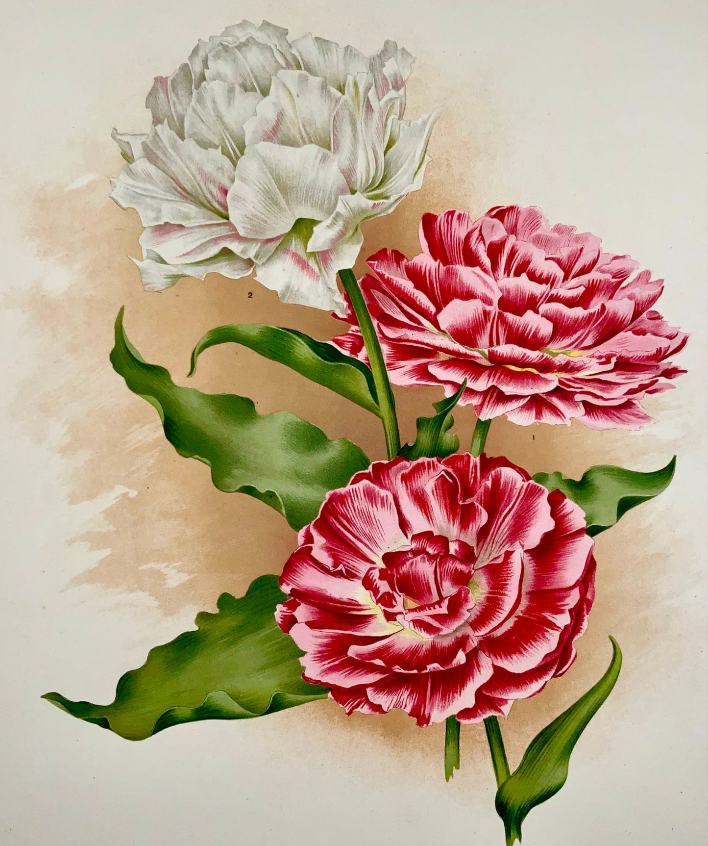 1901 Tulipes Lord Beaconsfield - Florilegium Harlemense - 36cm - Botanique