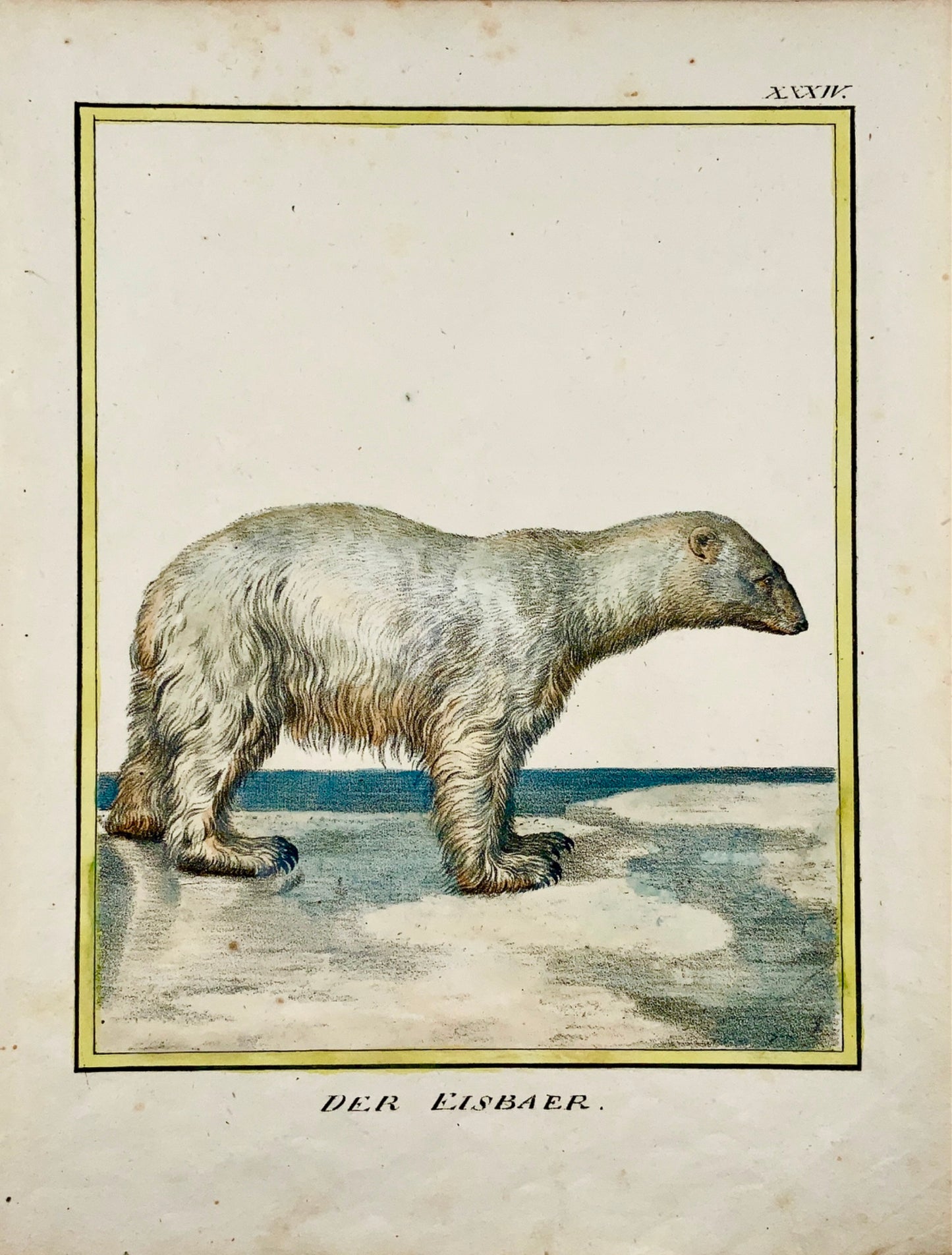 1816 Ours polaire INCUNABULE DE LITHOGRAPHIE K. Schmidt in-4 colorié à la main - Mammifère