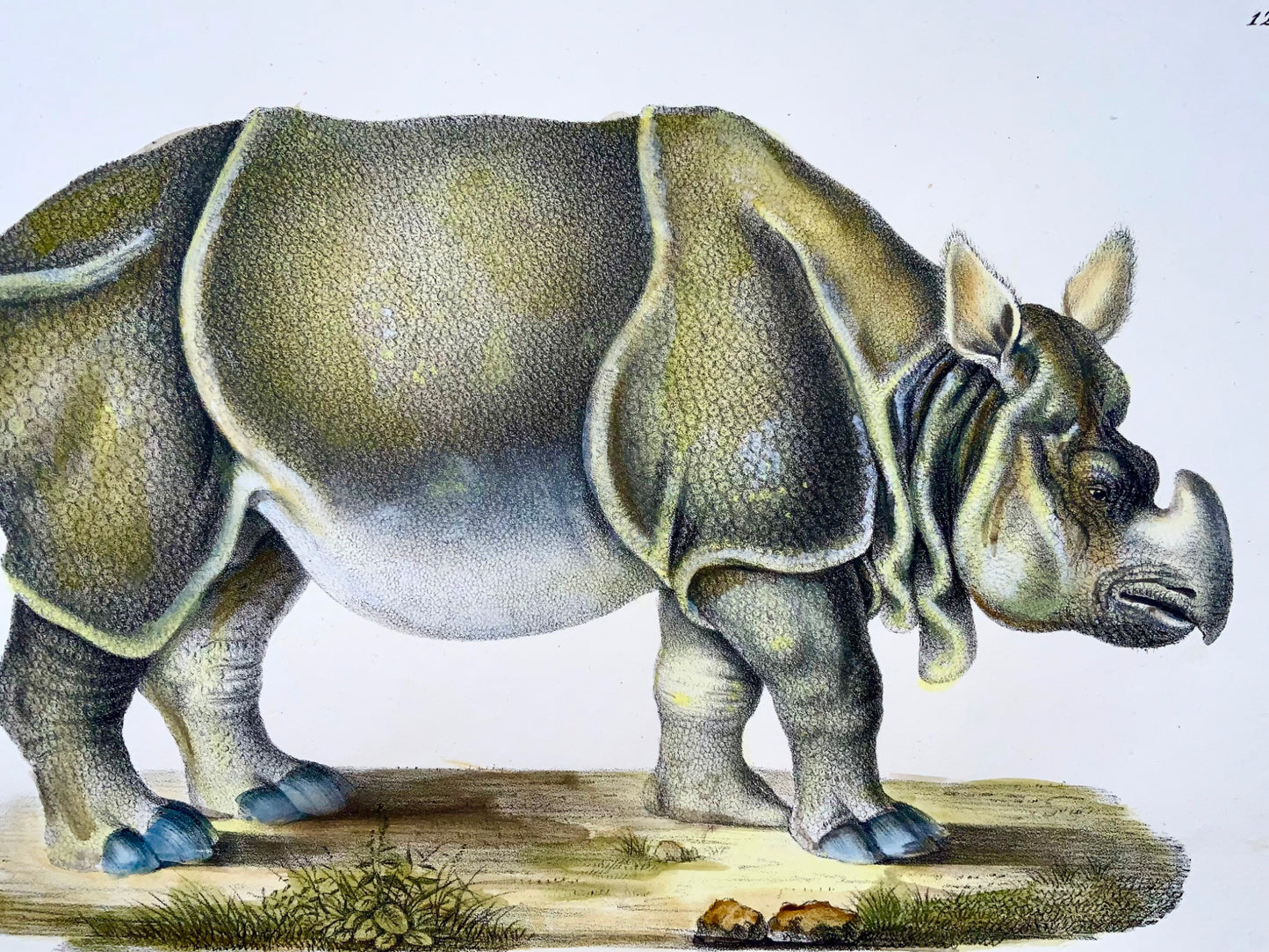 1824 Rhinocéros, Brodtmann, folio, lithographie sur pierre, mammifère