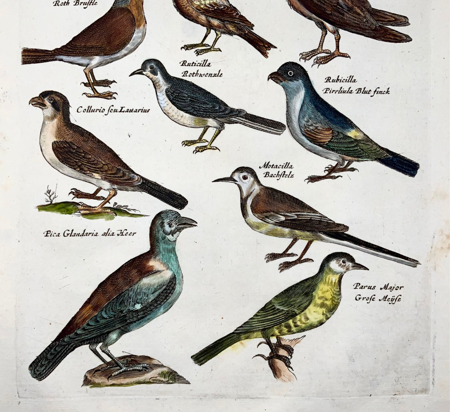 1657 Pie, pinson, mésanges, ornithologie, Matt. Merian, in-folio, colorié à la main