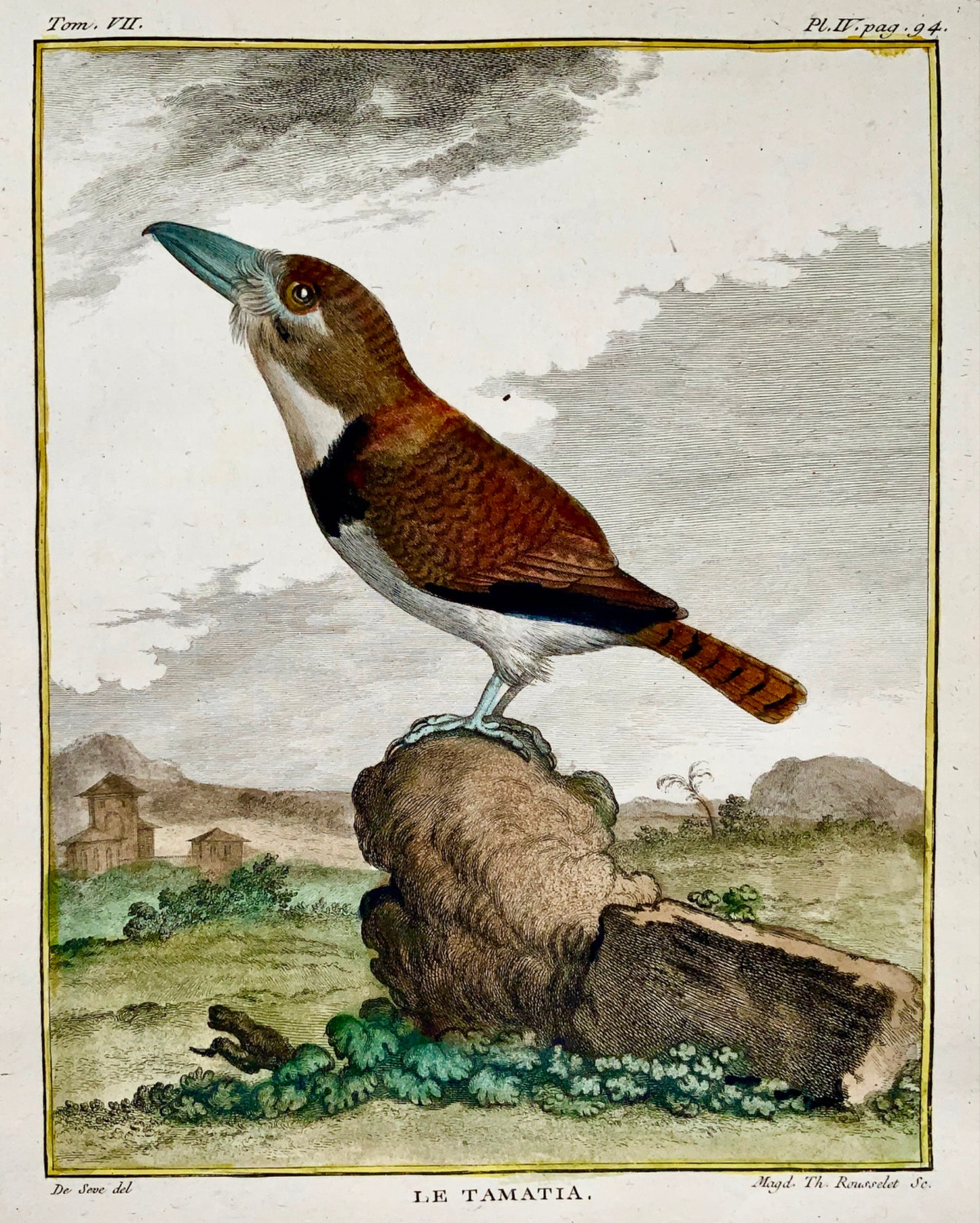 1779 de Seve - PUFFBIRD - Ornithologie - Gravure in-4 grande édition