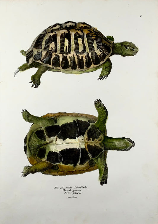 1833 H.R. Schinz (b1777) - GREEK TORTOISE - Hand colour stone lithograph, Amphibians