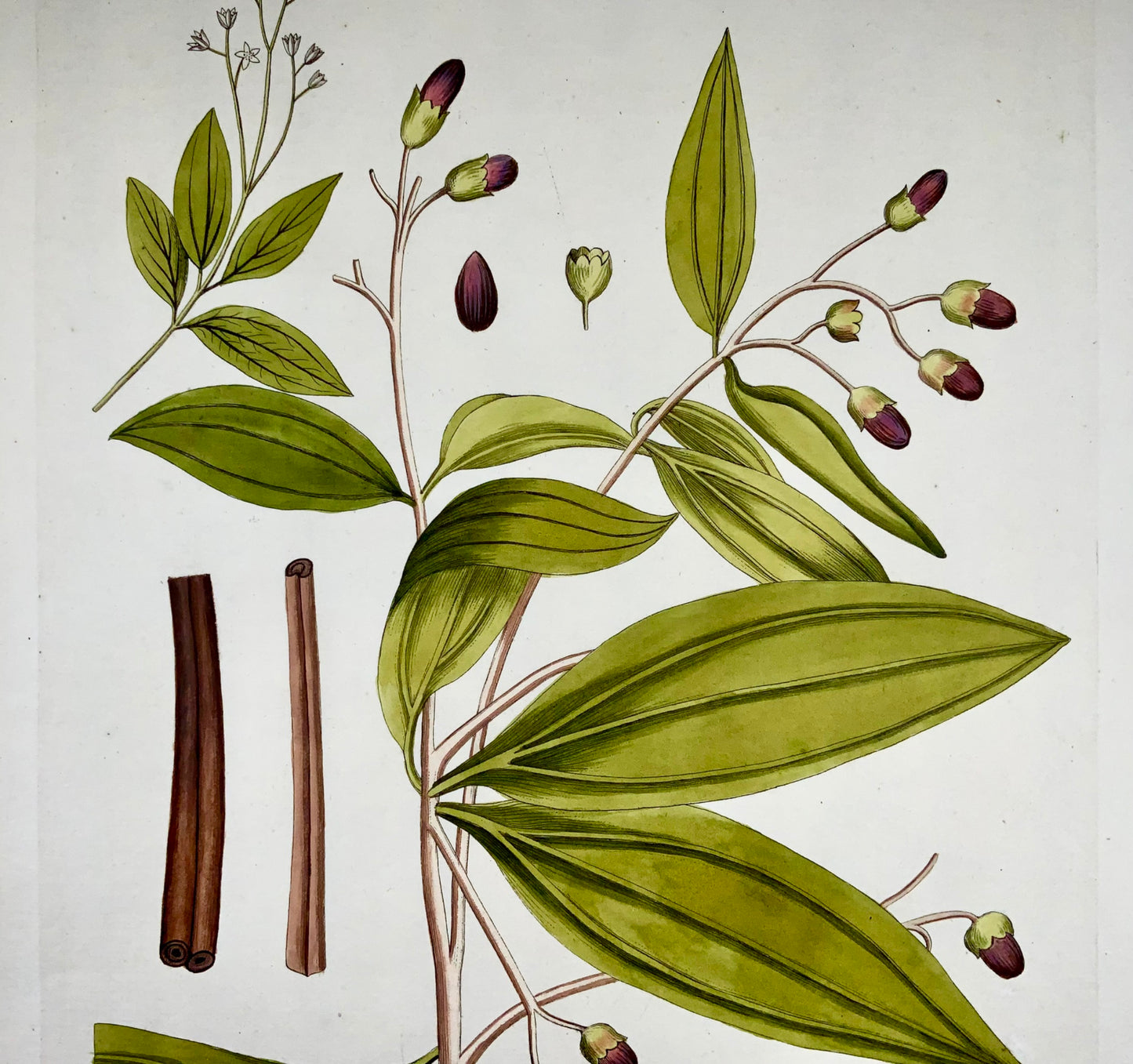 1788 JJ Plenck (b1737), cannelle chinoise, grand folio coloré à la main, botanique