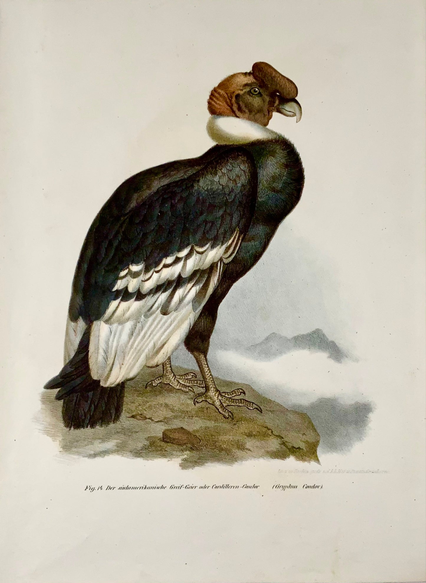 1860 Condor vulture, Fitzinger, colour lithograph with hand finish, ornithology