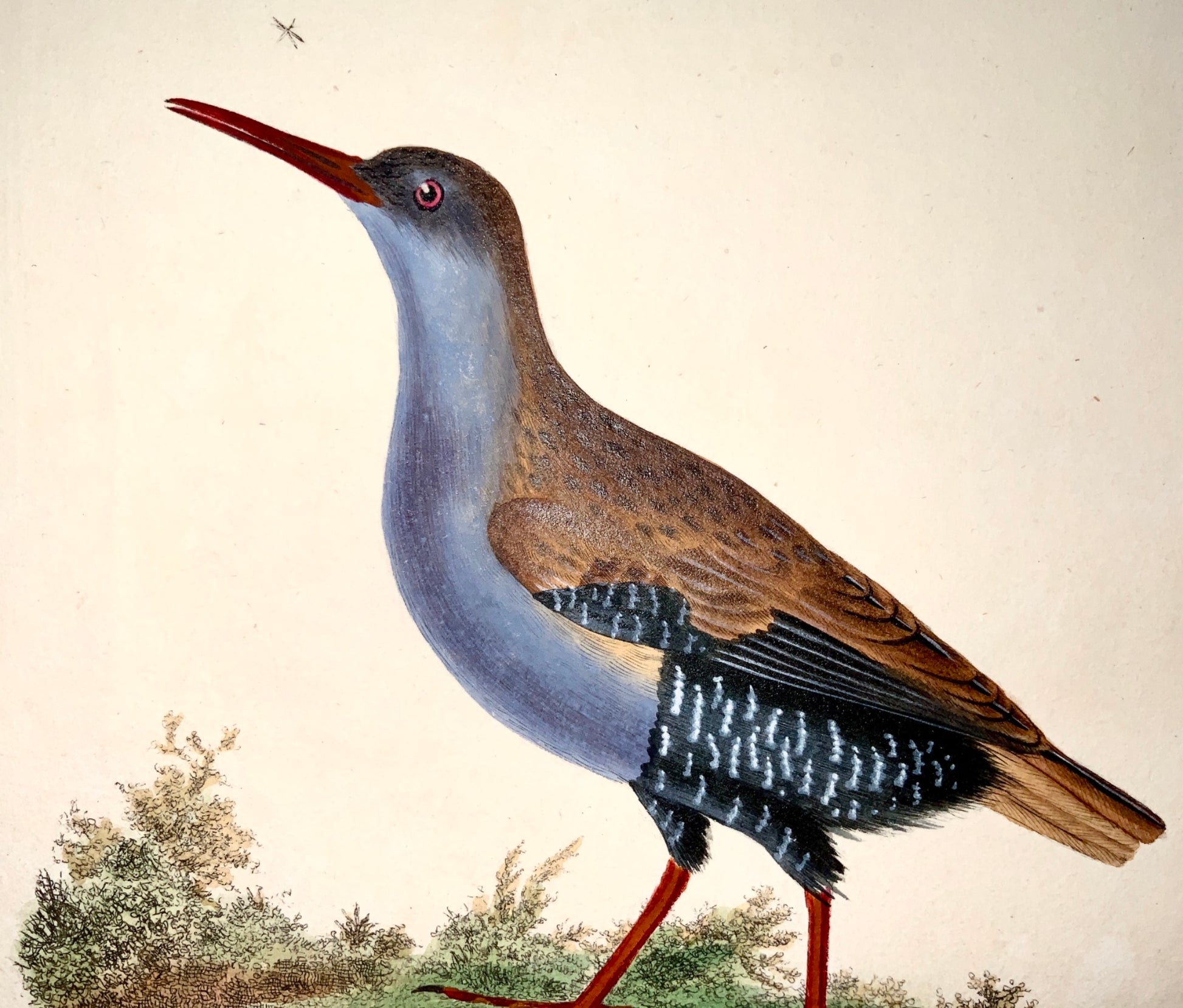 1794 Edward Donovan - WATER RAIL Ornithology - exquisite hand coloured copper engraving