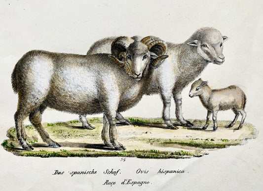 1824 SHEEP Mammals K. Brodtmann ORIGINAL handcol FOLIO stone lithography