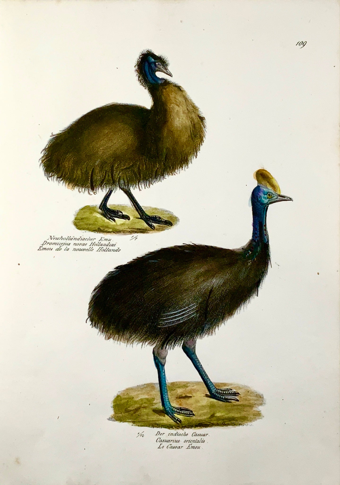 1830 CASSOWARY EMU Ornithology Brodtmann hand coloured FOLIO lithograph