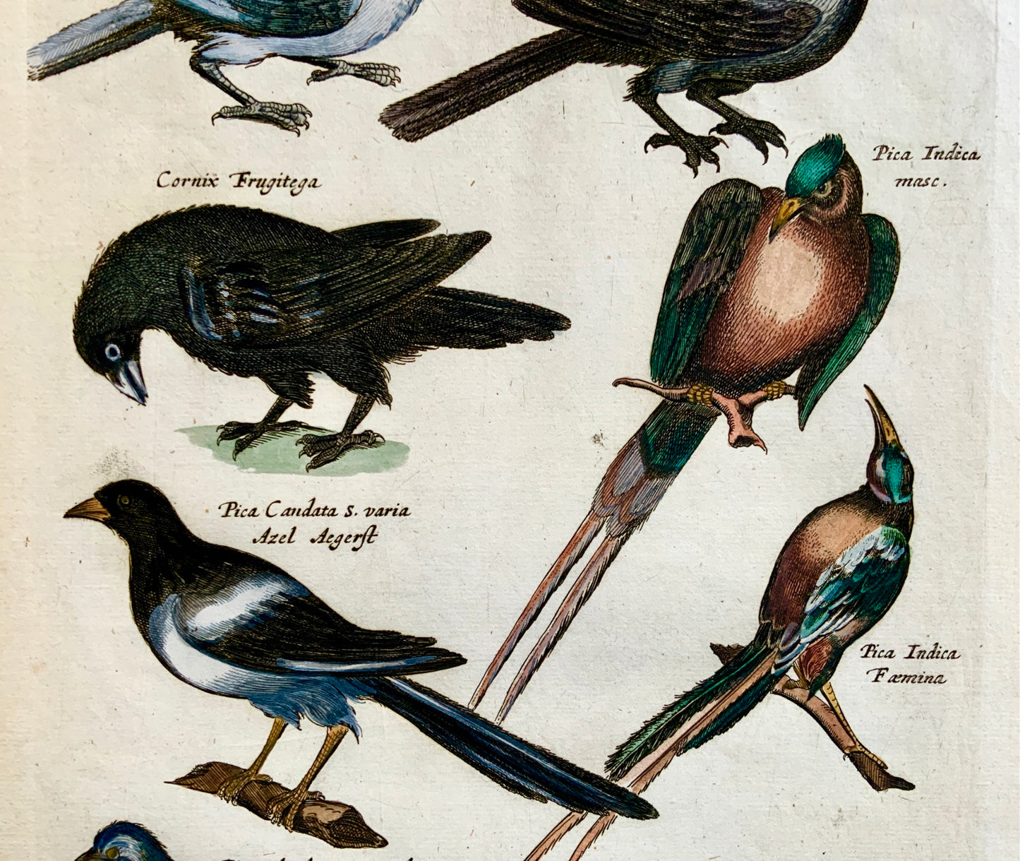 1657 Mat. Merian - Ornithology: Magpies - Folio hand coloured engraving