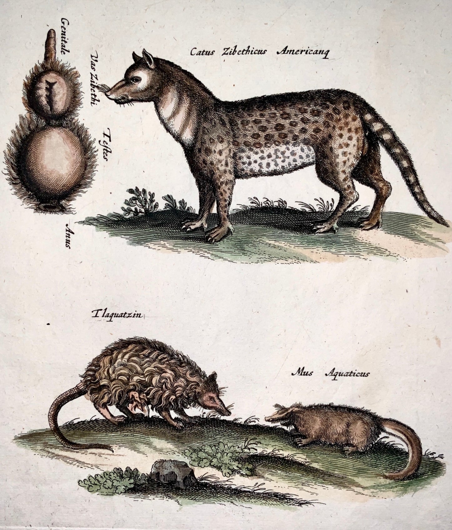 1657 Zibet Hyena Mouse Opossum - Mattheaus MERIAN Folio Hand coloured engraving - Mammals