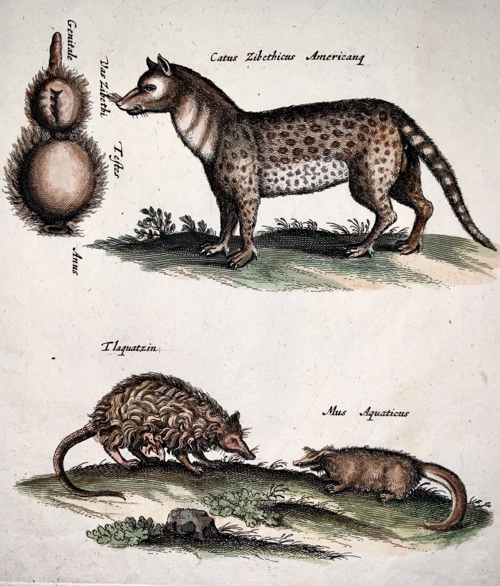 1657 Zibet Hyena Mouse Opossum - Mattheaus MERIAN Folio Hand coloured engraving - Mammals