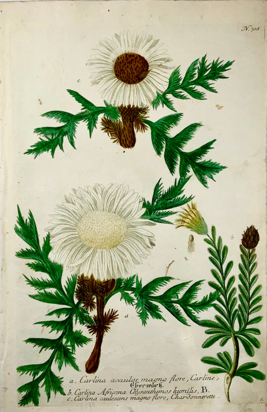 1739 Cartline Thistles, manière noire imprimée en couleur, grand in-folio, Weinmann, botanique