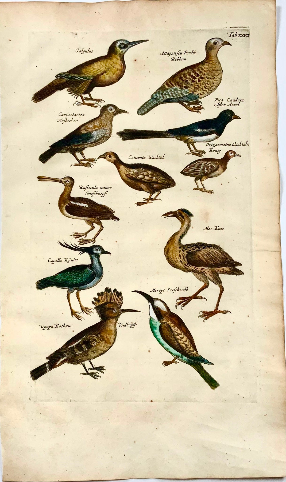 1657 Huppe fasciée, guêpier, pie, ornithologie, Merian, folio, coloré à la main