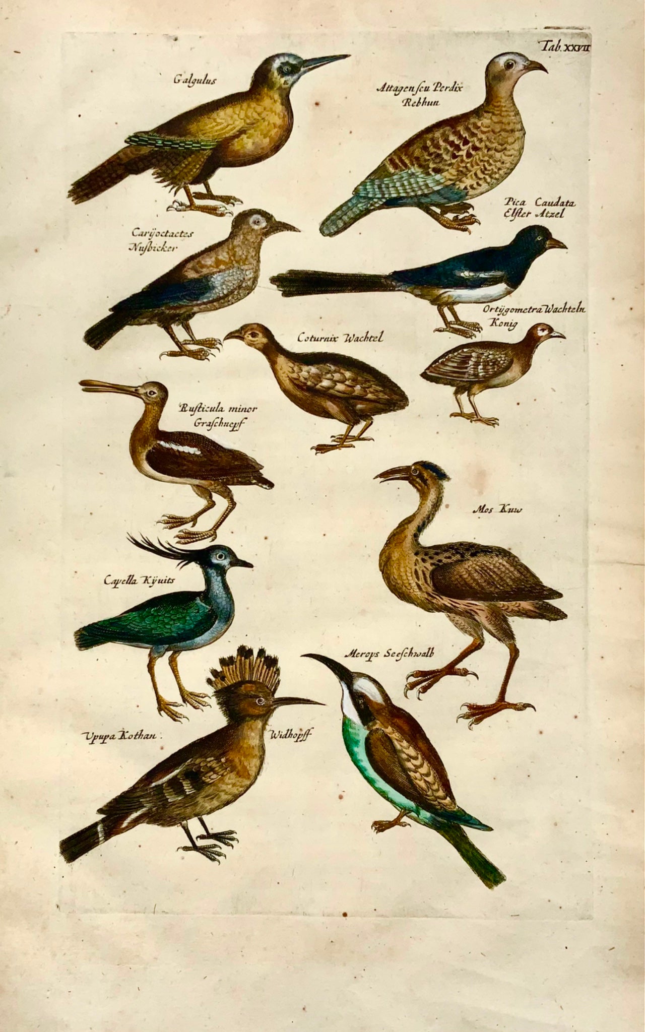 1657 Huppe fasciée, guêpier, pie, ornithologie, Merian, folio, coloré à la main