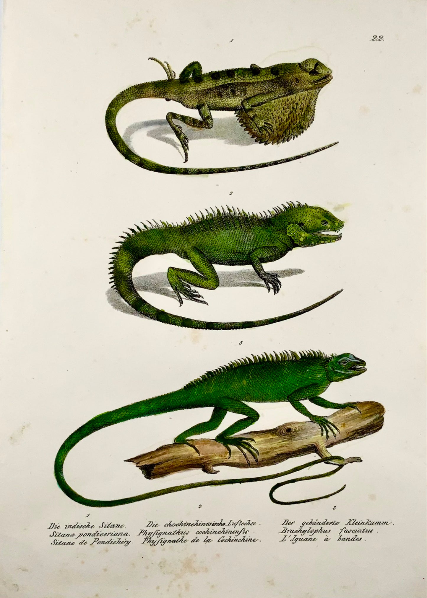 1833 HR Schinz (b1777) Lézards dragons SITANA - Lithographie sur pierre colorée à la main - Reptiles