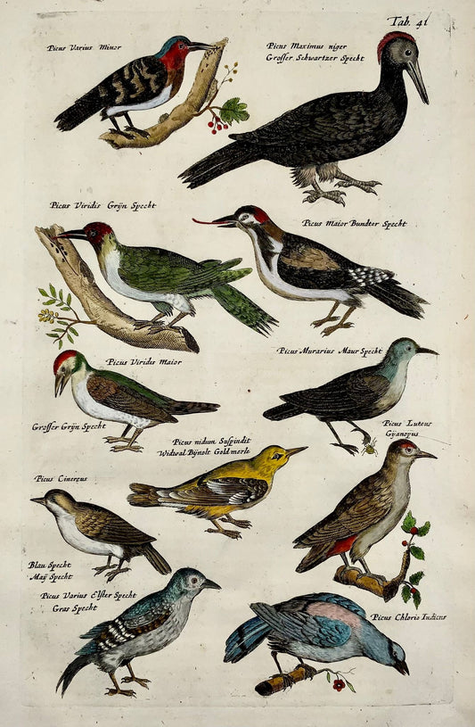 1657 Woodpeckers picus, birds, Matthaus Merian, fine folio in hand colour