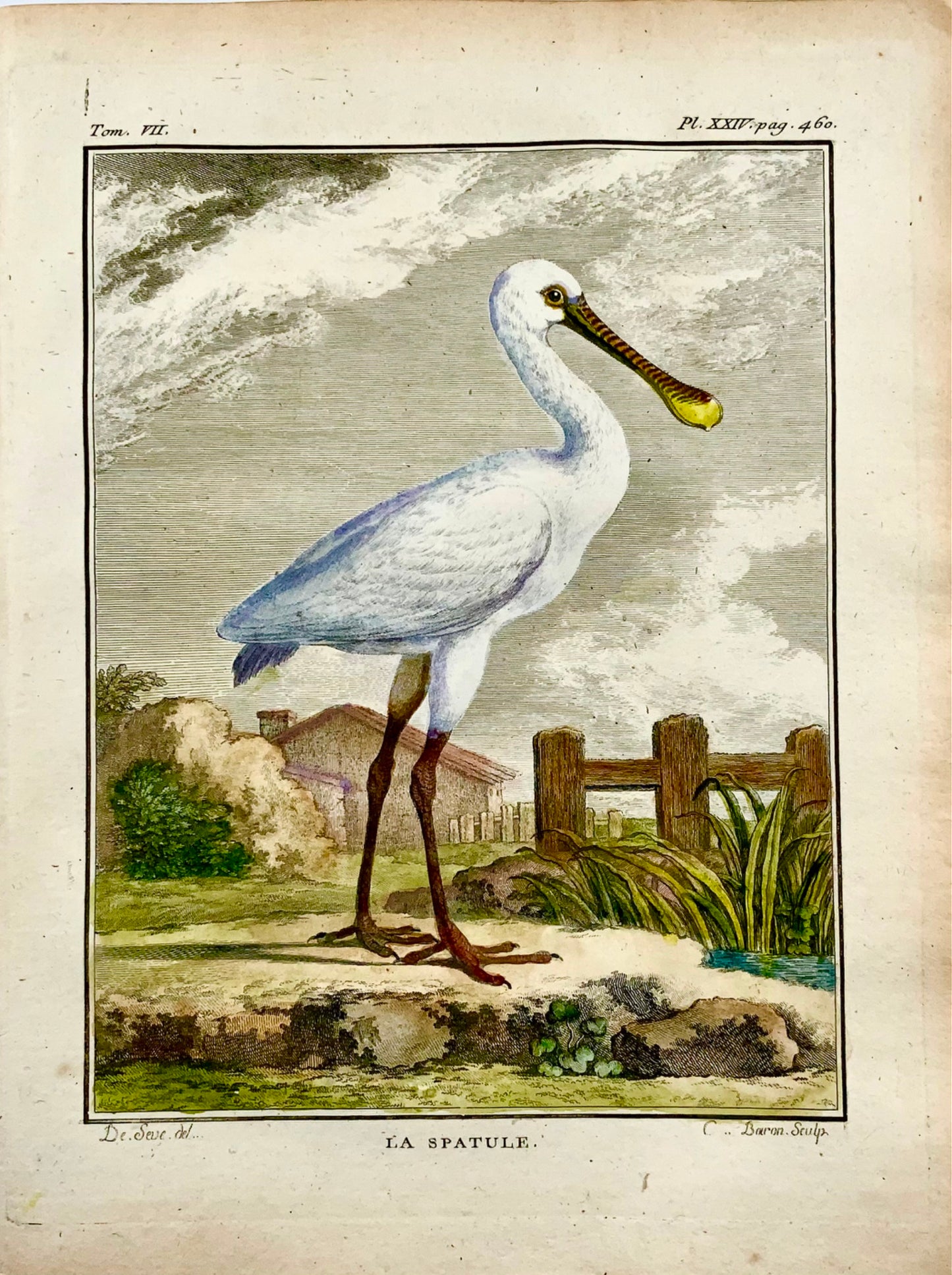 1779 de Seve - SPOONBILL Bird - Ornithologie - Gravure in-4 to Large Edn