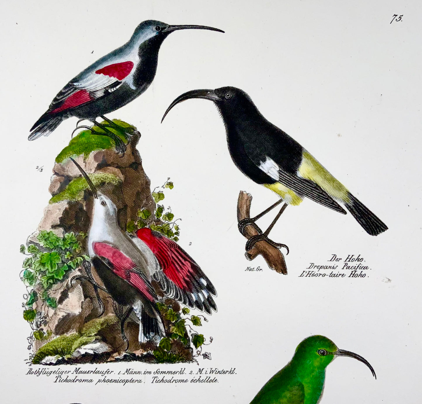 1830 Drepanis Wallcreeper, ornithologie, Brodtmann, folio, lithographie