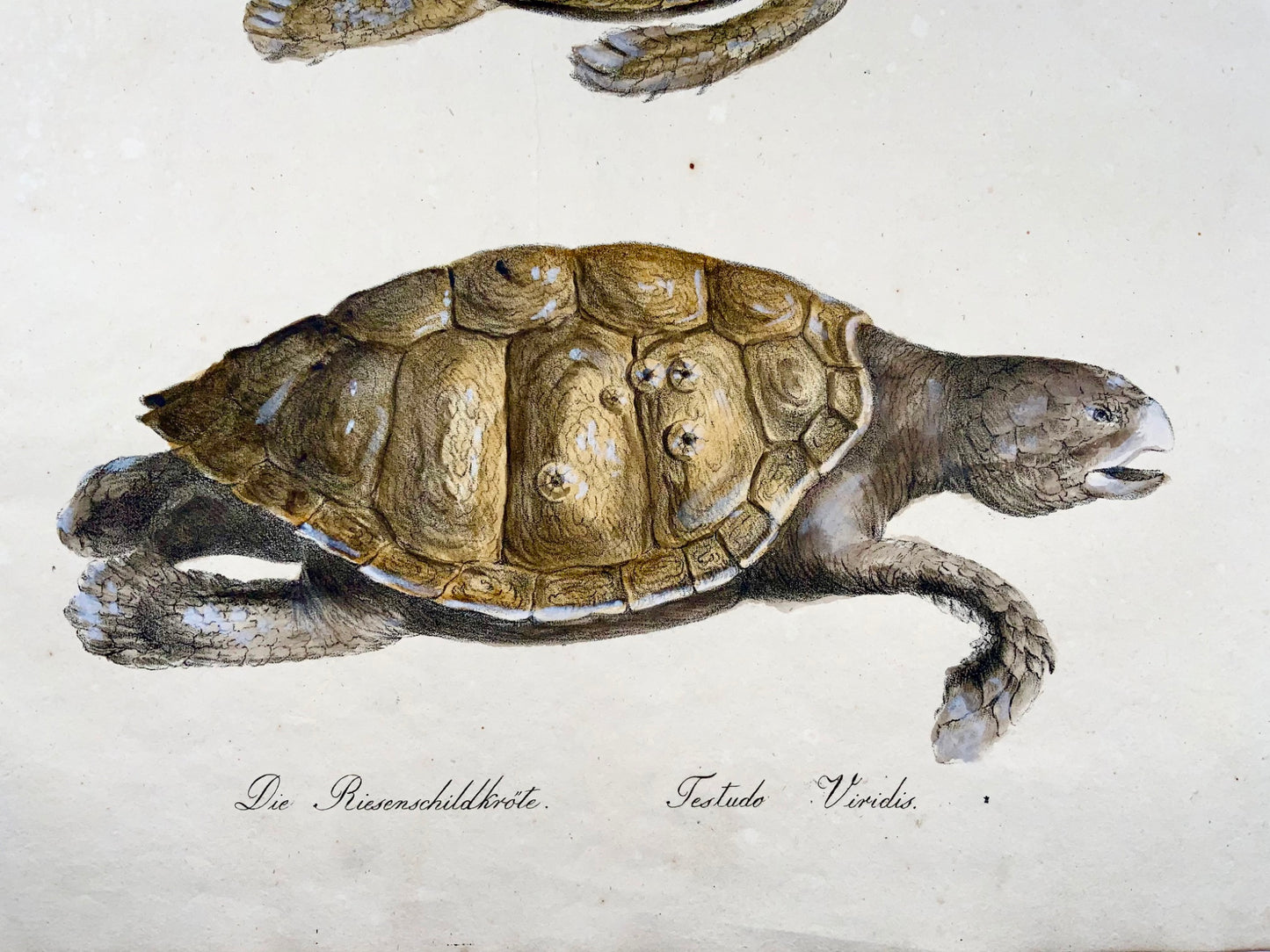 1816 Turtles, Brodtmann, Imp. folio 42.5 cm, incunabula of lithography