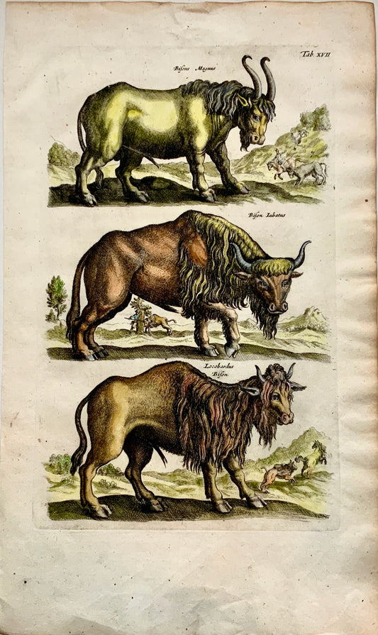 1657 BISON Buffalo - Mammals - Matthias MERIAN Folio Hand coloured Engraving