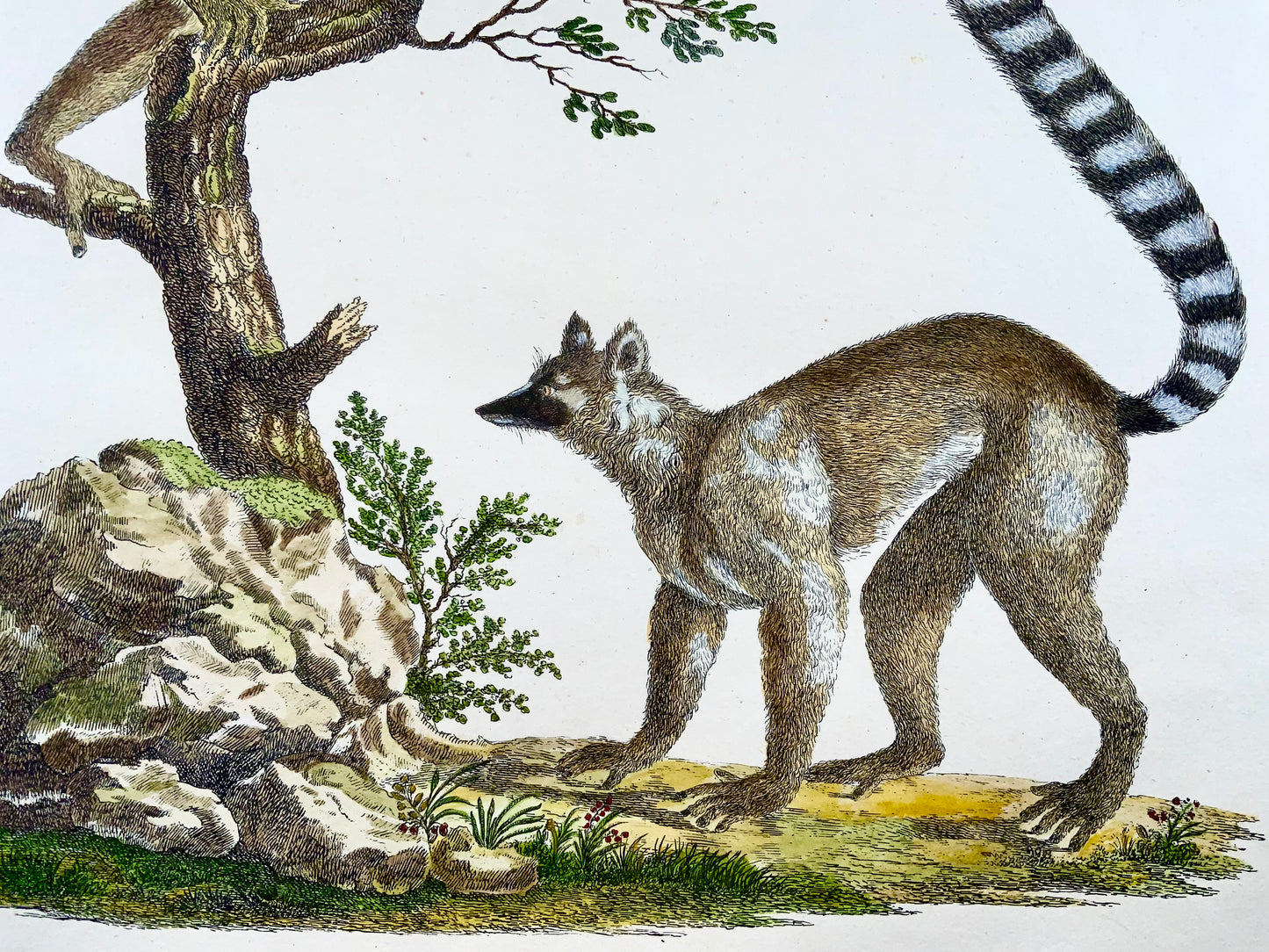 1816 Mongoose Lemur, Imp. Folio 'Incunabula of Lithography' Hand Color - Mammal