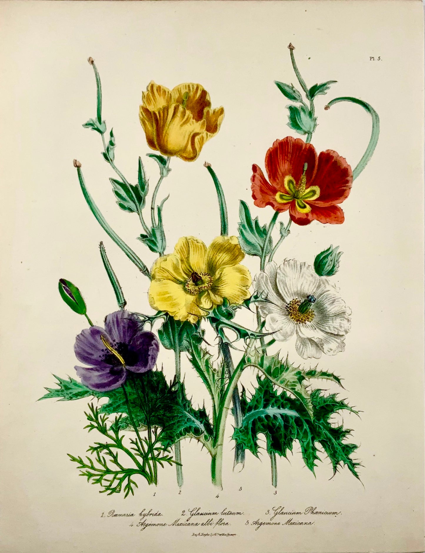 1841 Jane Loudon, coquelicots exotiques, lithographie colorée à la main, bouquet de fleurs 