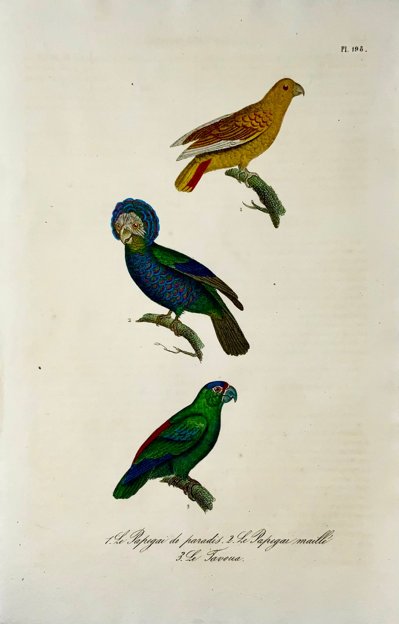 1830 Parrots, Festive Amazon, birds, Madame C. Pillot, hand coloured engraving