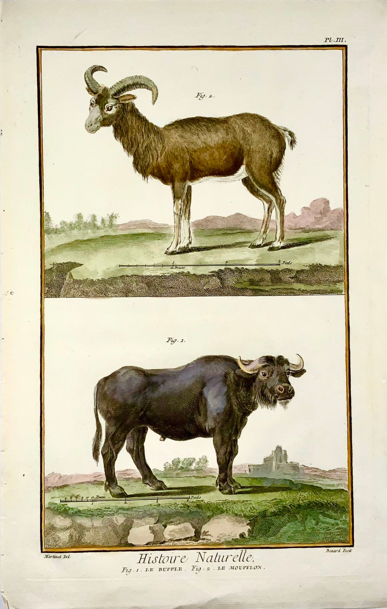 1751 Martinet, Chauve-souris, Buffle, Moufflon, colorié à la main, grand in-folio, 39 cm