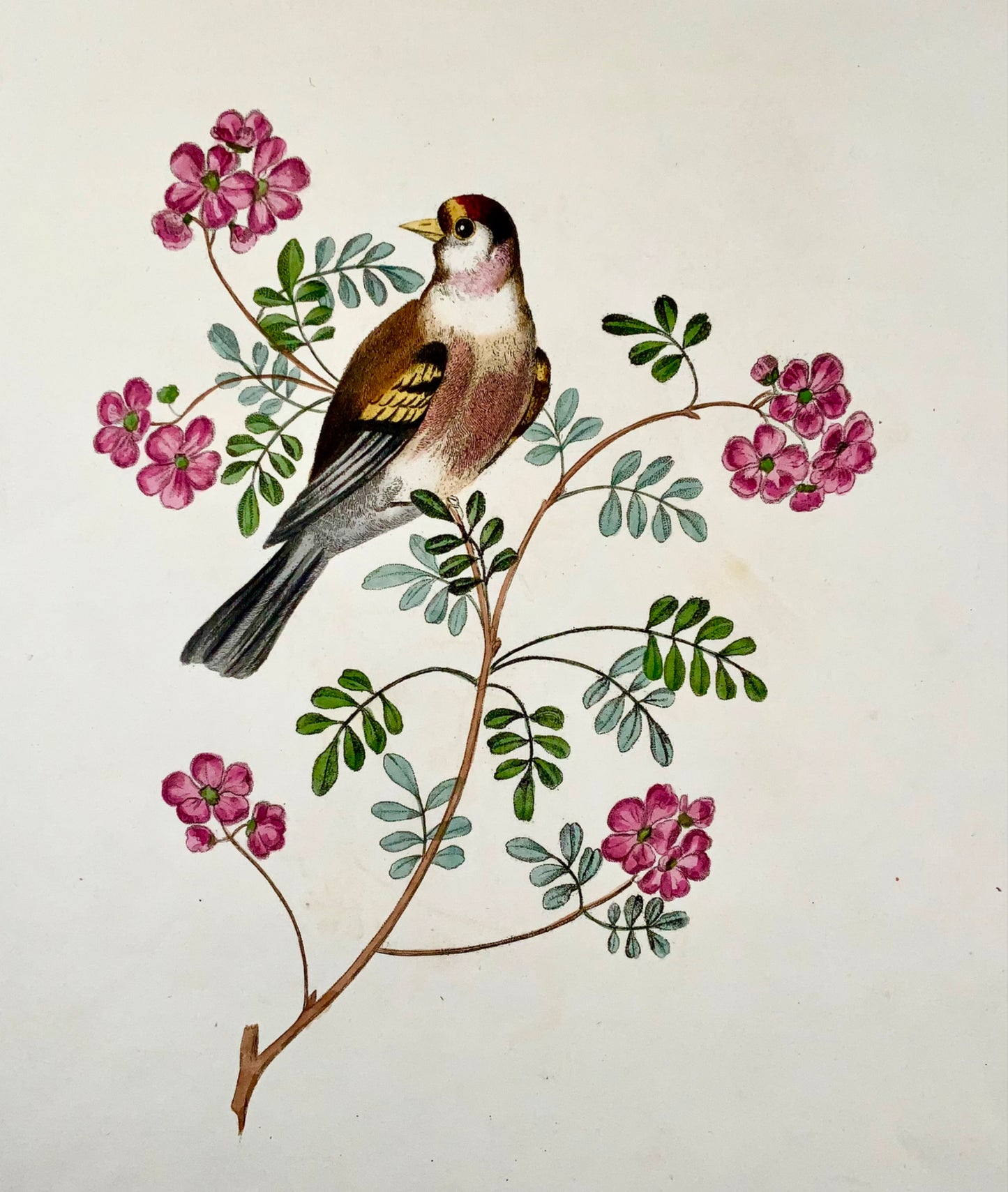 1819 George Brookshaw (né en 1751), ornithologie, chardonneret, bordure foliée 