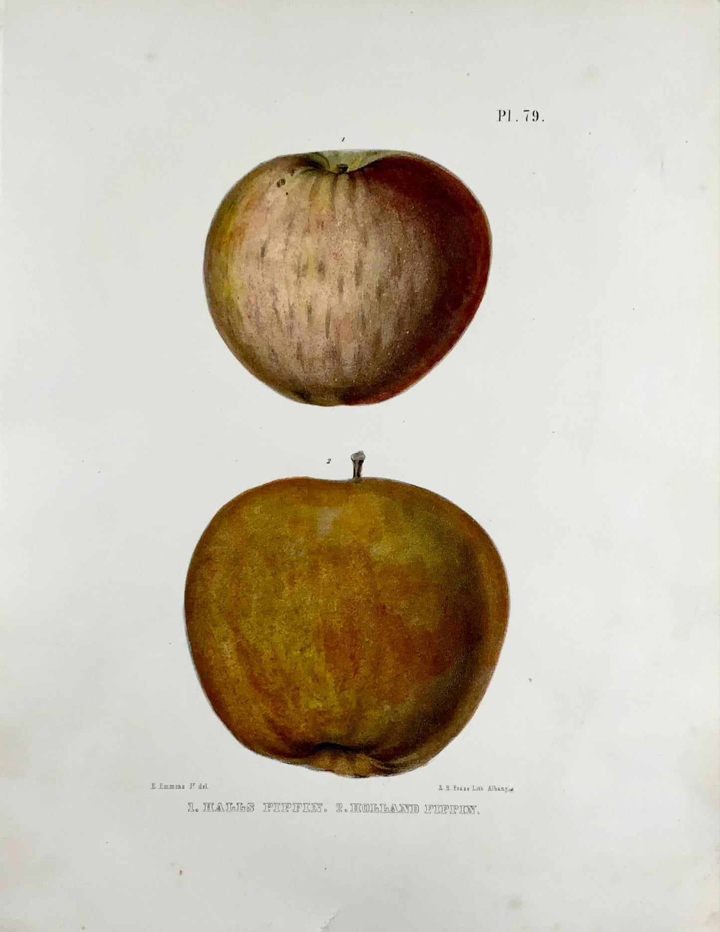 1830 c Pease lith; Emmons - Fruit : Pomme Pippin - lithographie sur pierre colorée à la main - Botanique