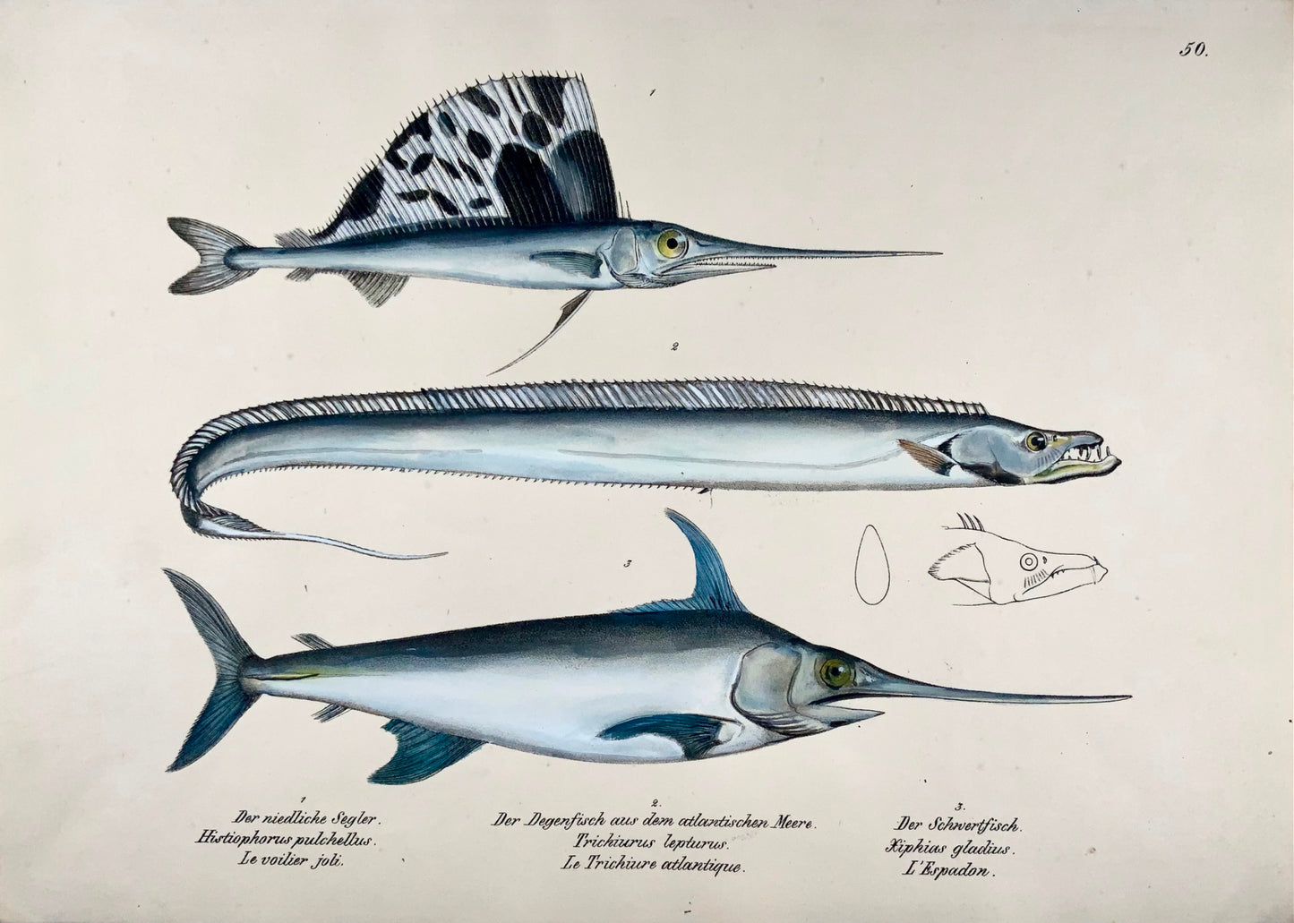 1833 Espadon, voilier, H. Schinz (né en 1777) folio, lithographie coloriée à la main