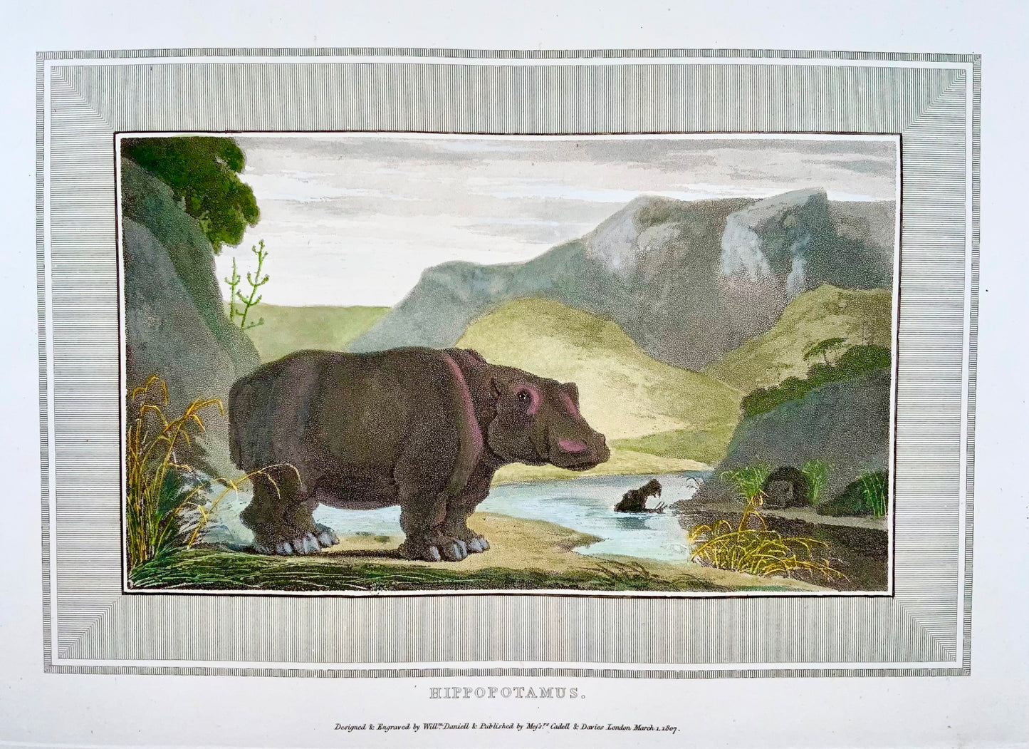 1809 William Daniell, Hippopotame, mammifère, aquatinte colorée à la main