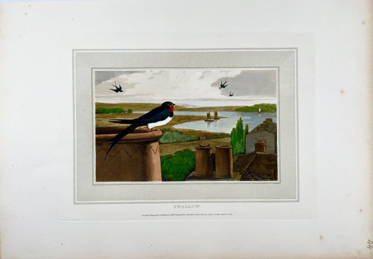 1807 William Daniell, Hirondelle, ornithologie, aquatinte coloriée à la main